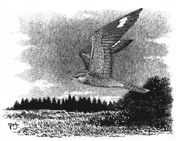 Nightjar