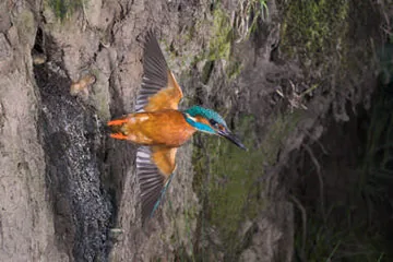 Kingfisher