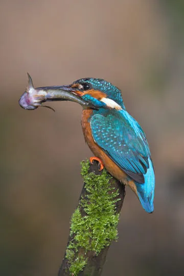 Kingfisher