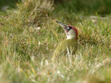 Green Woodpecker