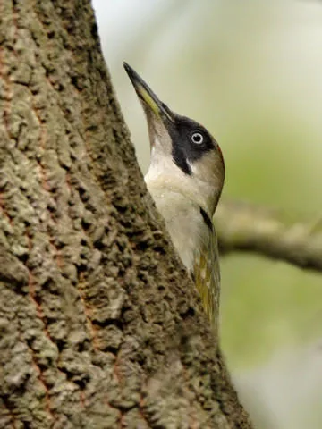 Green Woodpecker