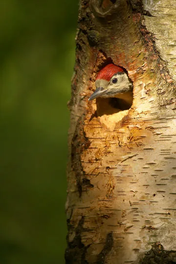 Great Spotted Woodpecker