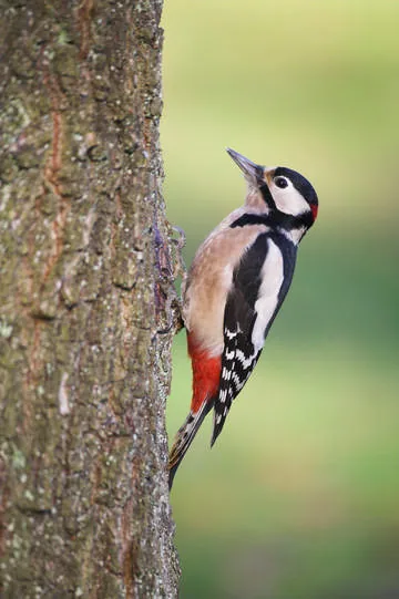 Great Spotted Woodpecker