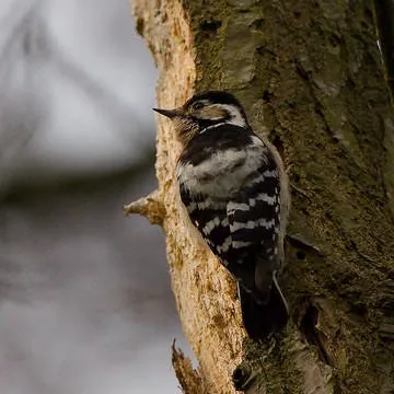 Lesser Spotted Woodpecker
