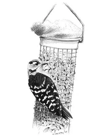 Lesser Spotted Woodpecker