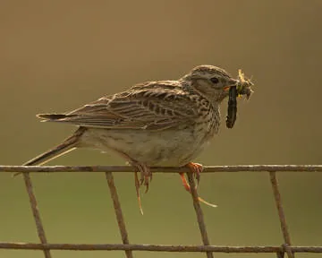 Skylark