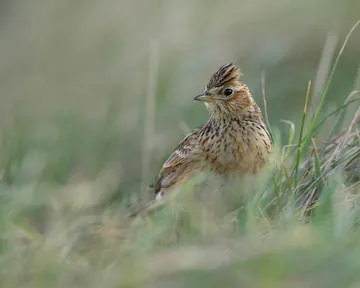 Skylark