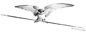 Sand Martin