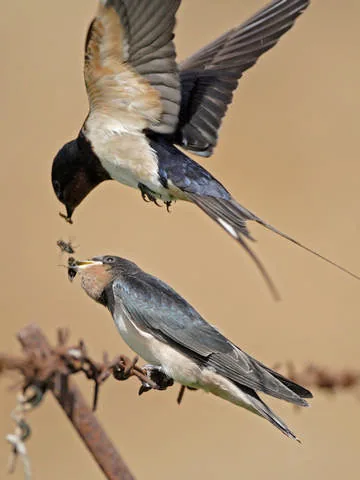 Swallow