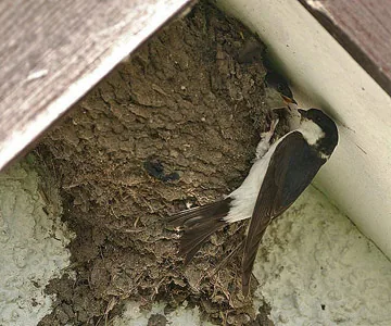 House Martin