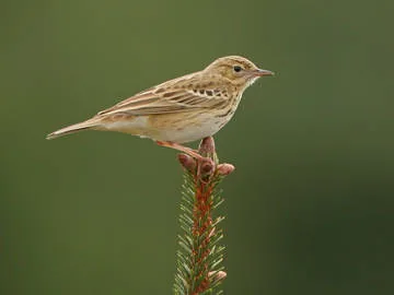 Tree Pipit