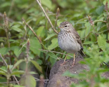 Meadow Pipit