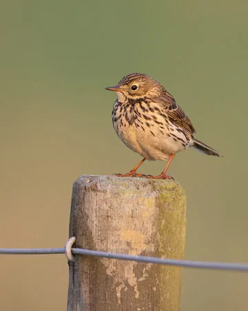 Meadow Pipit