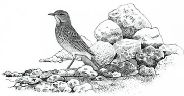 Rock Pipit