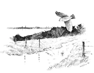 Water Pipit