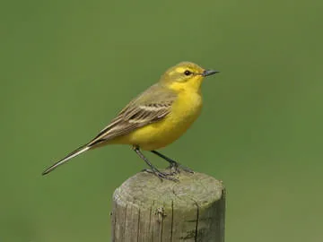 Yellow Wagtail