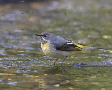 Grey Wagtail