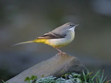 Grey Wagtail