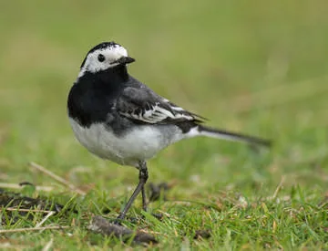 Pied Wagtail