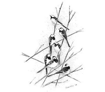 Pied Wagtail