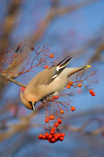 Waxwing