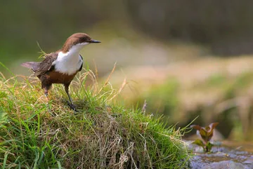 Dipper