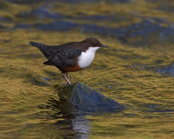 Dipper