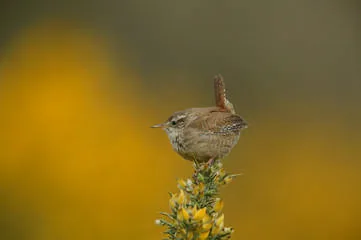 Wren