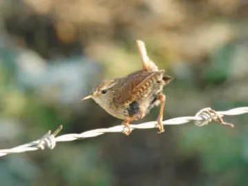 Wren