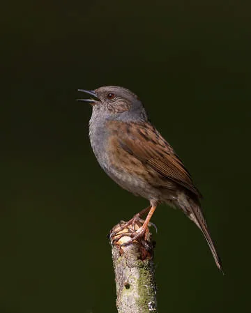 Dunnock