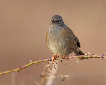 Dunnock