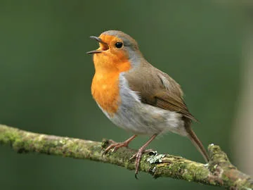 Robin