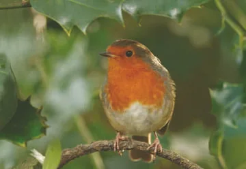 Robin