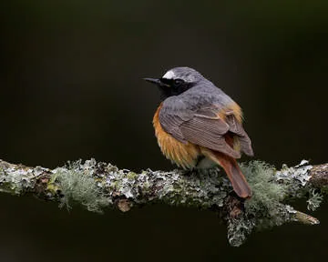 Redstart