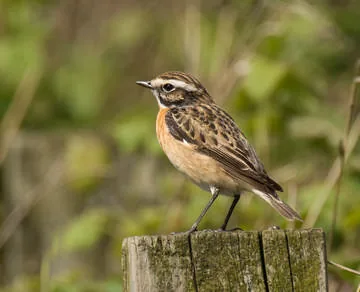 Whinchat