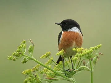 Stonechat