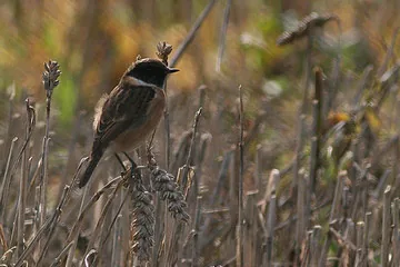 Stonechat