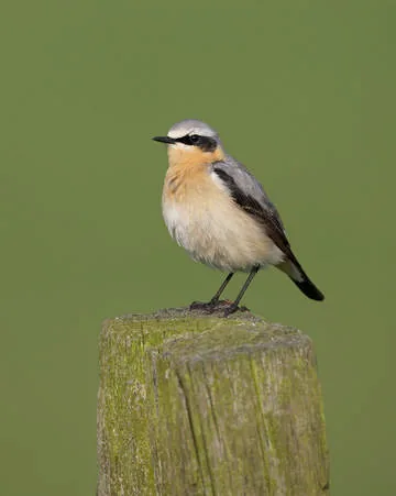 Wheatear