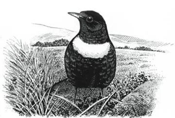 Ring Ouzel