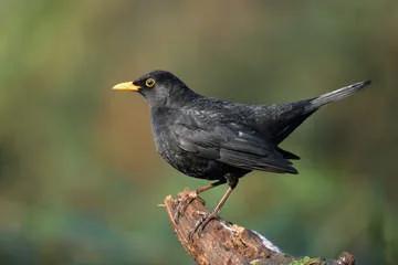 Blackbird