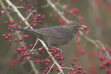 Blackbird