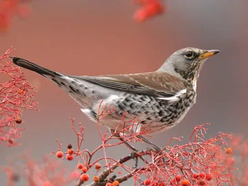 Fieldfare