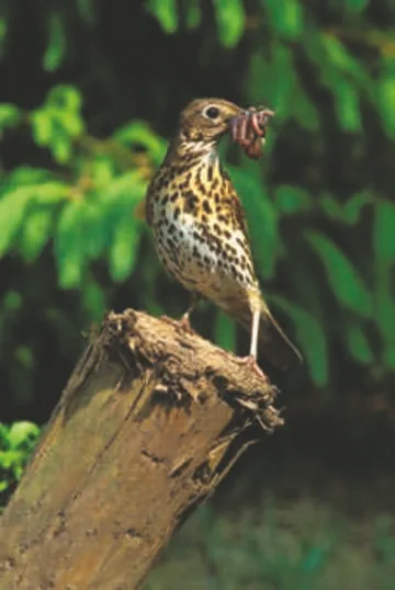 Song Thrush