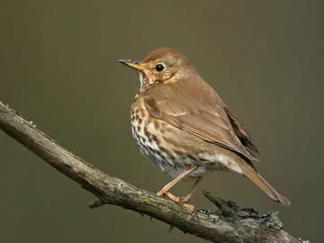 Song Thrush