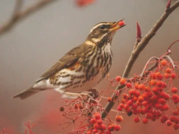 Redwing