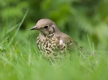 Mistle Thrush