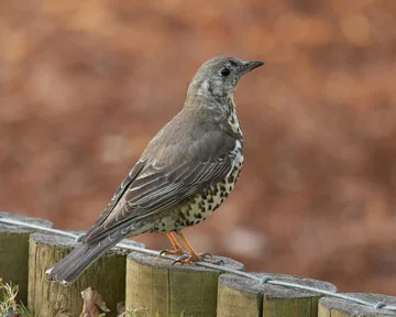 Mistle Thrush