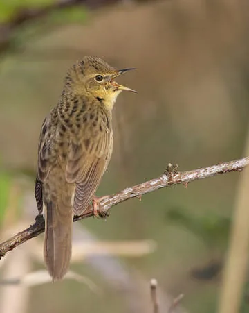 Grasshopper Warbler
