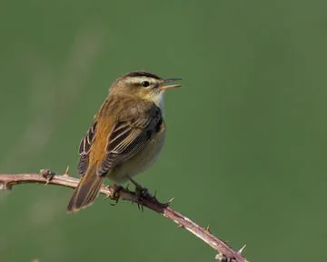 Sedge Warbler