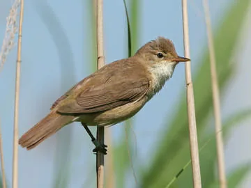 Reed Warbler